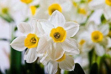 踏上狂野之旅！《电车炫客》将于2026年登陆PC、PS5，并且首发加入XGP！